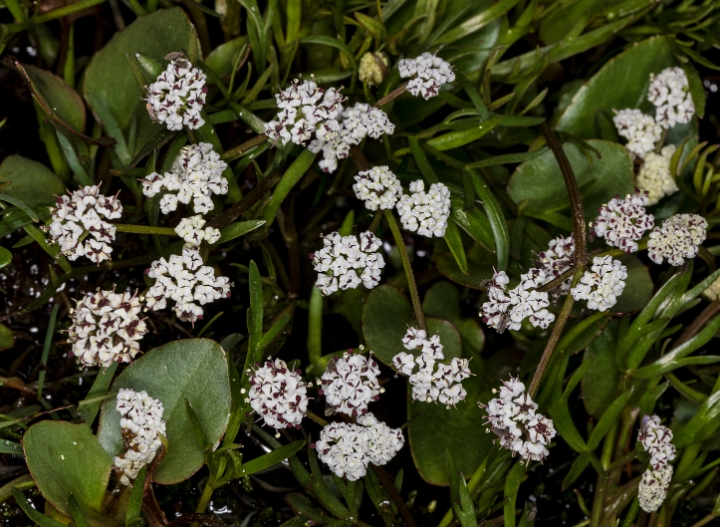 Lomatium piperii 17-2701.jpg